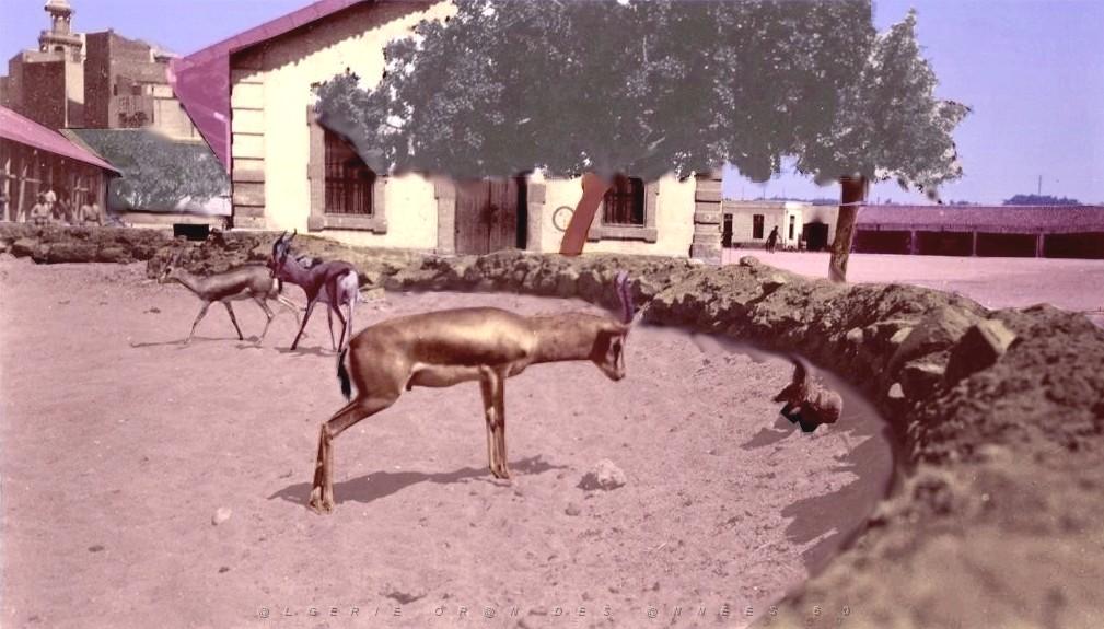 ORAN LES GAZELLES DE LA CASERNE D ECKMUHL.jpg